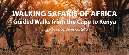 Walking Safaris of Africa Book by Denis Costello: Why You Should Explore Africa on Foot