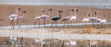 Rare Black Flamingo spotted in Chrissiesmeer, South Africa’s Lake District