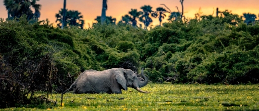 Nyerere National Park (Selous, Tanzania): A First-Hand Safari Guide