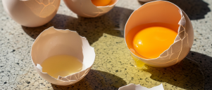 Waarom eten kippen hun eigen eieren op?