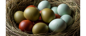 Welke kippen leggen groene eieren? | Top 5 rassen & tips