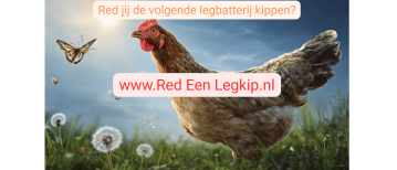 10 Redenen Waarom Je Een Legkip Moet Redden: Gids Voor Dierenwelzijn & Adoptie