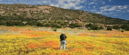 Wilde bloemen van Namaqualand dit jaar (2025) al vroeg in bloei