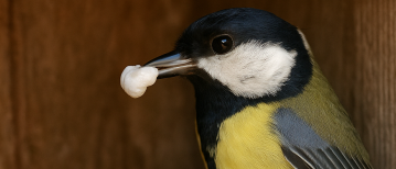 Waarom vogels de luiers van hun jongen opruimen – het wonder van de poepzakjes