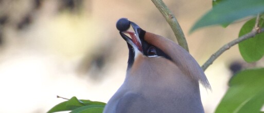 Pestvogels kijken