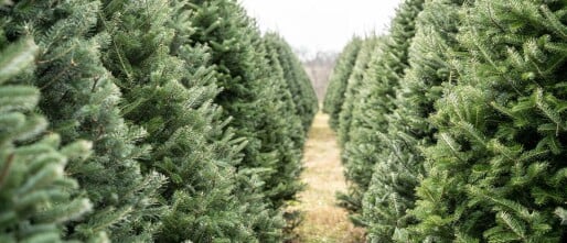 Hoe kies jij de kerstboom?