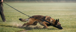 Speuren en de snelheid van de hond tijdens het speuren