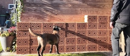 Detection Work And Teaching Scents