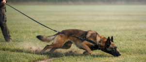 Tracking And The Speed Of The Dog During Tracking
