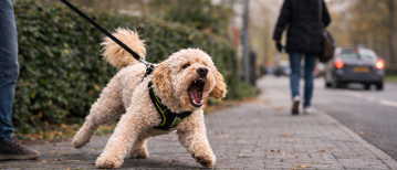 Help, my Labradoodle is a monster