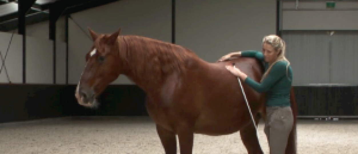 How to Inspire Your Horse