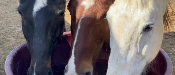 Why Equine Friendships Matter