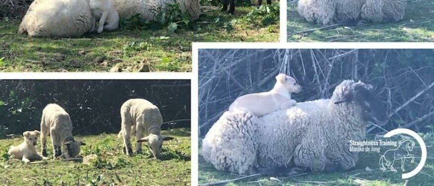 Growing Up with Sheep