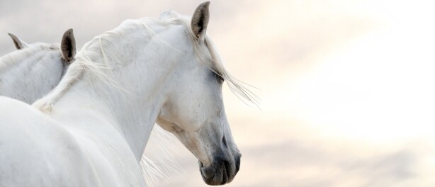 Trail ride at Horse Boy