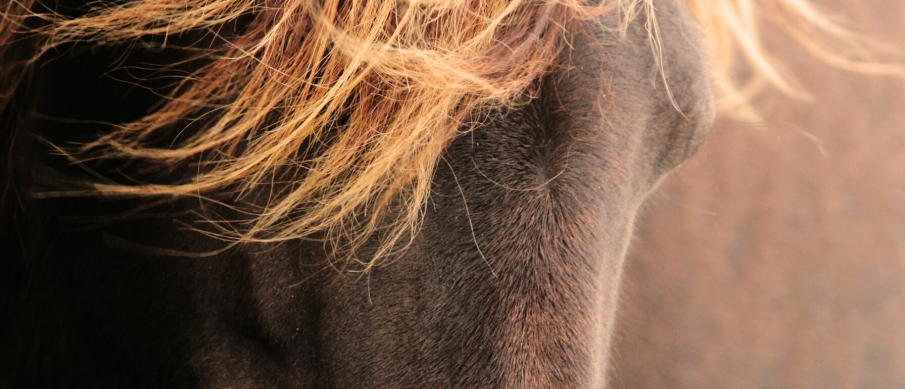 How To A Better Horse Trainer in One Day