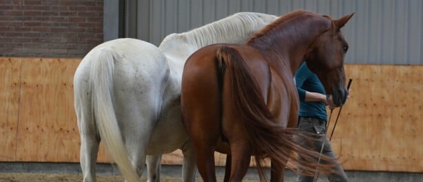 Multiple horses at liberty