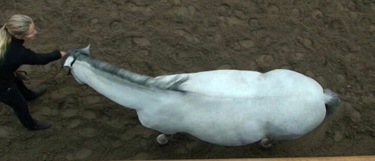 Teach your horse to turn