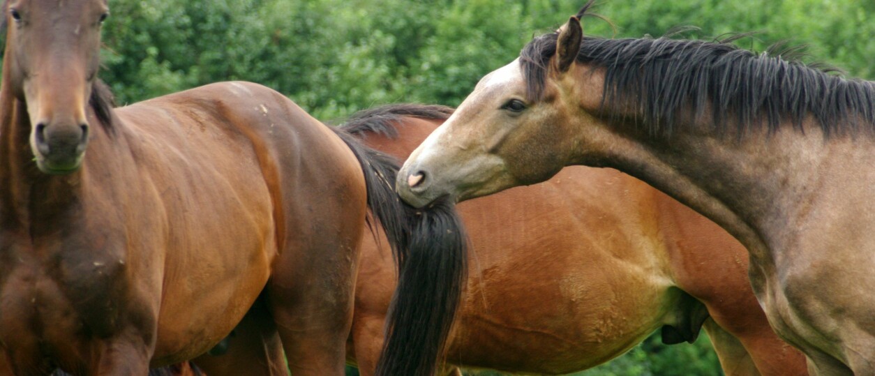 How to deal with a nippy, pushy horse? Straightness Training
