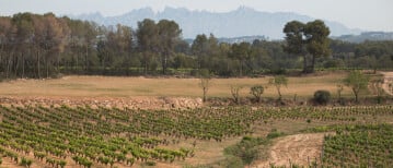 Discover the world of Cava just outside Barcelona