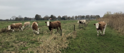 Subsidieregeling extensivering melkveehouderij (Sem)