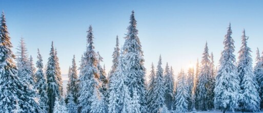 Planten en bomen vorstvrij houden, zeker doen!