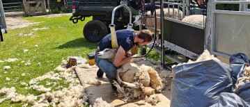 Zondag 15 juni: schapen scheren