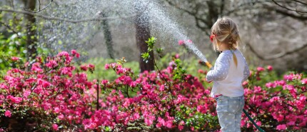 De charme van een groene tuin: tips en inspiratie voor jouw buitenruimte