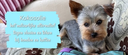 Kokosolie als natuurlijk anti vlooien middel
