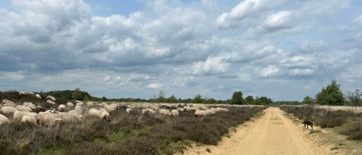 4-daagse hike door Drenthe langs Natuurkampeerterreinen