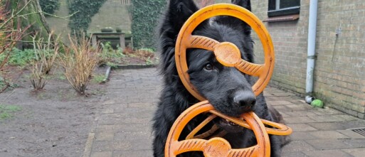 Het nieuwe jaar 2025: Honden helpen herstellen van vuurwerkstress en oud & nieuw drukte