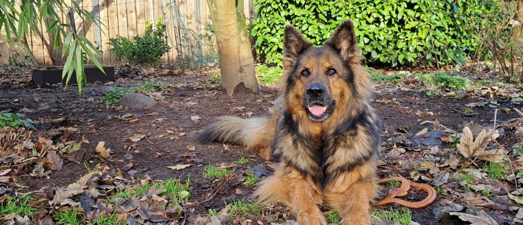 Routine hond uitlaten