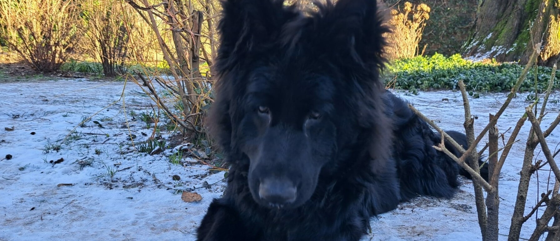 Hond en jaloezie? Wat doe je eraan?