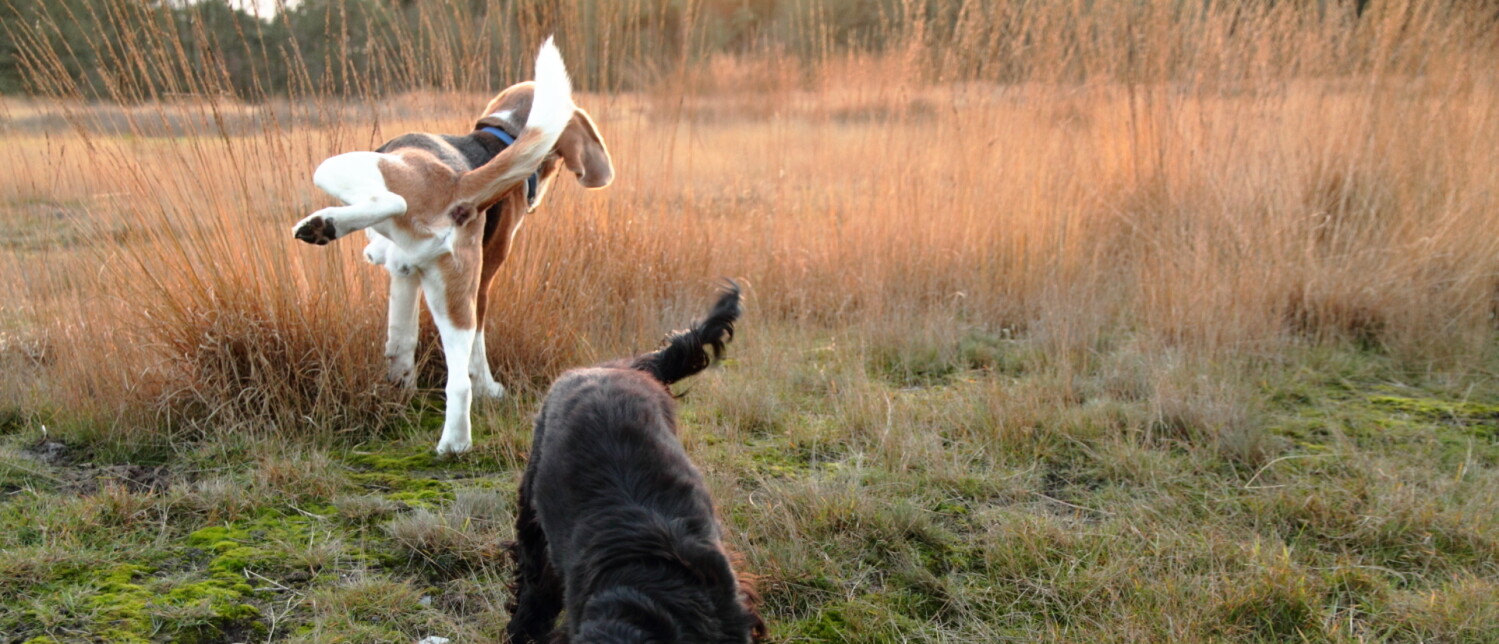 Oude Hond Plast Ineens In Huis