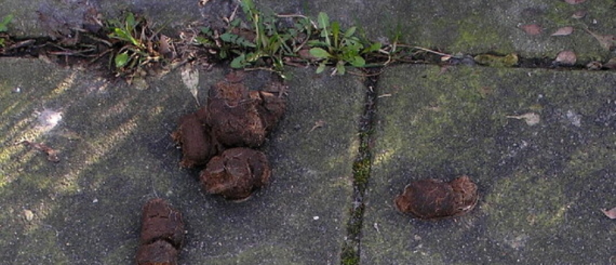 Hondentoilet Bordje 5 Stuks Geen Hondentoiletbordjes, Insteekbordjes, 300 X  150 Mm, Verboden Instructiebord, Geen Hondentoilet, Verbod, Geen Honden  Plassen, Pvc-bord Voor Schone Wegen, Gazon, Park, Speelplaats Honden Poepen  Bordje, image size:2141x920