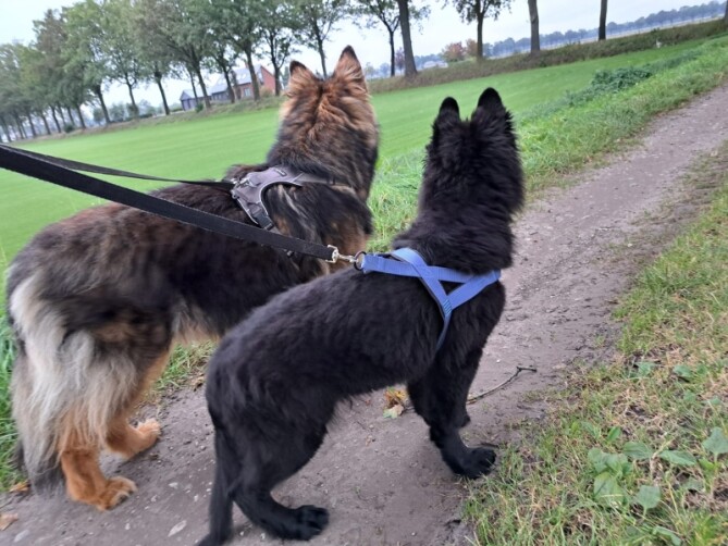 Hond Blaff Controle Ultrasone Trainer Handheld Gedragscorrec Hond Blaff Controle Ultrasone Trainer Handheld Gedragscorrec