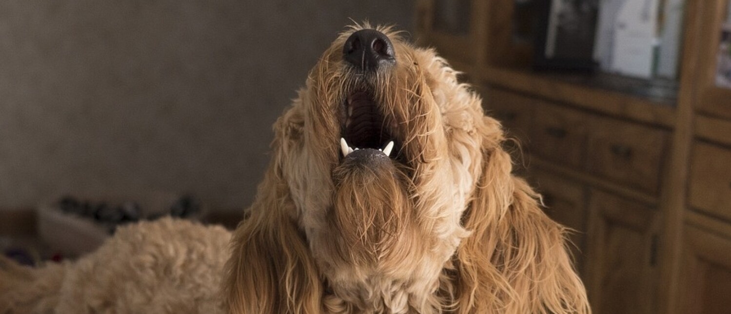 Hoe voorkom ik dat mijn hond blaft als er bezoek komt?