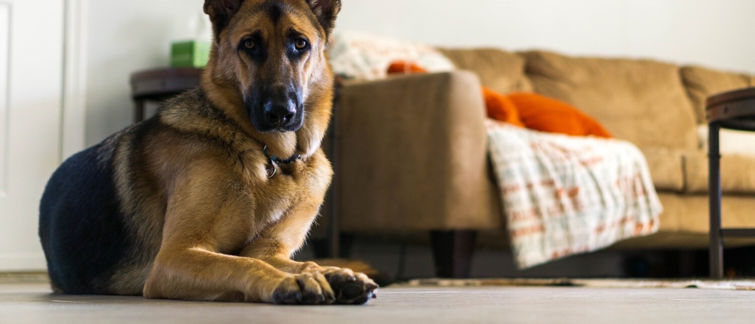 Hoe kan ik mijn hond laten wennen aan een nieuwe omgeving?
