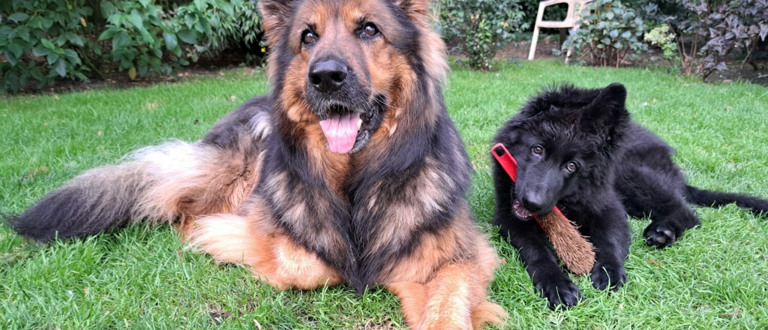 Waarom krabt mijn hond aan de deur als ik weg ben?