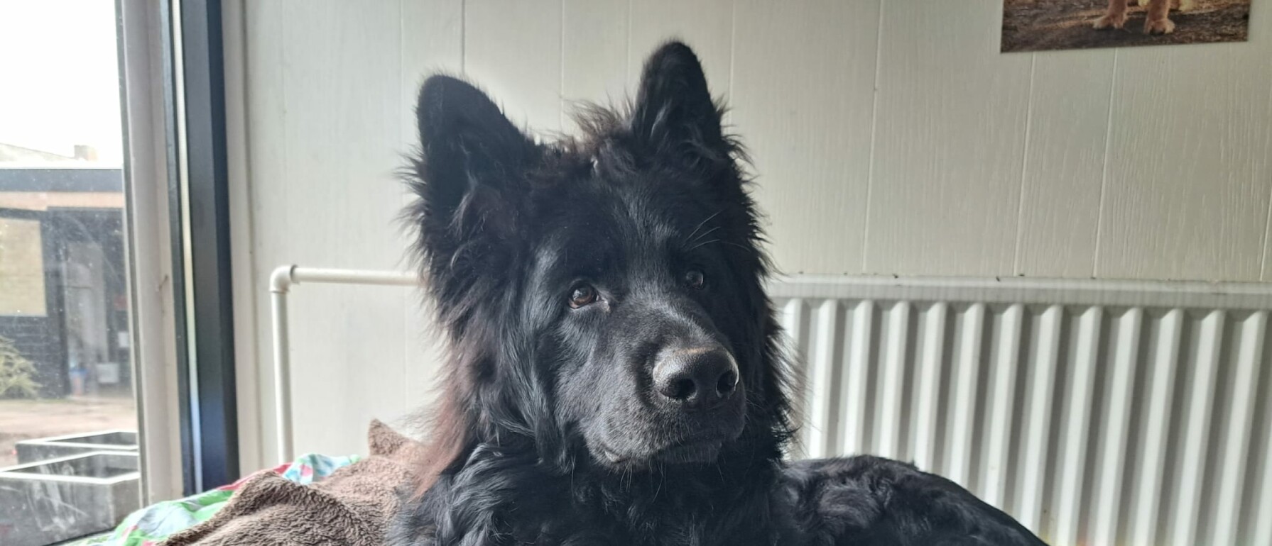 Waarom krabt mijn hond aan de deur als ik weg ben?