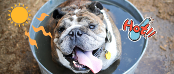 Oververhitting: 10 tekenen dat je hond het te warm heeft