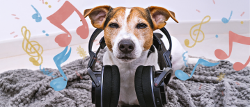 Muziek voor je hond: ontspanning bij stress of alleen zijn