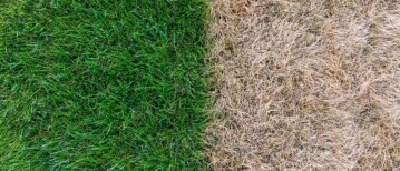 Grastips bij droogte