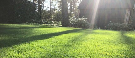 De juiste maaihoogte van gras – de basis voor een sterk en gezond gazon