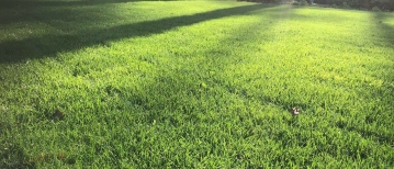 Het geheim van grasgroei: Meer dan alleen voedingsstoffen en water