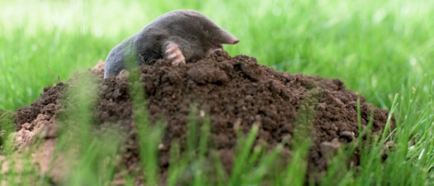 Mollen in het gazon