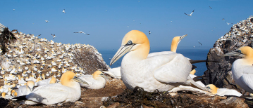 Guano als natuurlijke meststof voor een sterk en gezond gazon