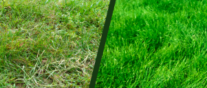 Gazon bemesten voor een sterk en diepgroen gazon