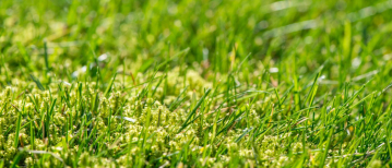 Mos in je Gazon Bestrijden & Voorkomen