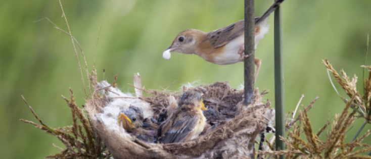 Alimentatie indexering 2026