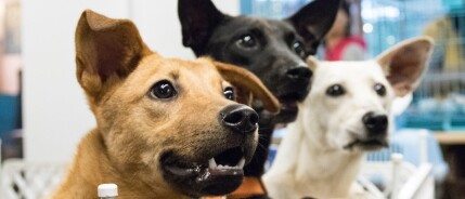 Het valt niet altijd mee om een adoptiehond te zijn